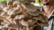 Business idea: मशरूम का बिजनेस,हर महीने होगी मोटी कमाई