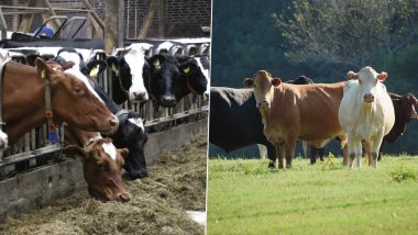 Livestock Farming: 5 Viable & Low Cost Businesses to Start in Animal  Husbandry Sector