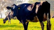 Dairy Business Loan: डेयरी बिजनेस के लिए इन बैंको से ले सकते है खास स्कीम के तहत लोन