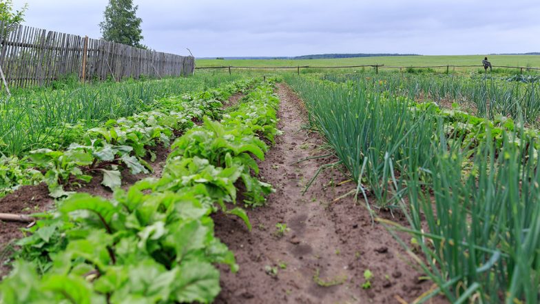 Agriculture Business Ideas: नए साल पर रेगुलर इनकम के लिए शुरू करें खेती से जुड़े ये 4 बिजनेस