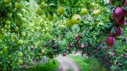 Top Most Profitable Fruit Business: फलों का बिज़नेस ऐसे होगा आपके लिए फायदेमंद