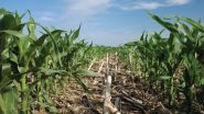 9 Small Agriculture Business Ideas: यह 9 एग्रीकल्चर बिज़नेस आपकी तरक्की में चार चाँद लगा देंगे