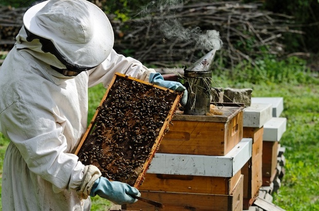 Business Idea For Bee Keeping (Api-Culture): मधुमक्खी पालन के बिज़नेस से होती है मोटी कमाई, जानें मधुमक्खी पालन को शुरू करने के शानदार टिप्स