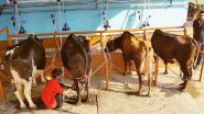 Dairy Farming: डेयरी फार्म बिजनेस को सफल बनाने के लिए अपनाएं ये ज़रूरी टिप्स