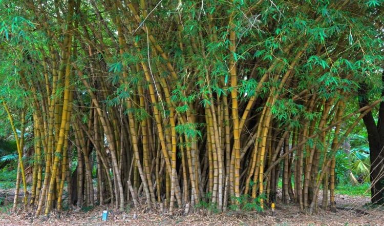 Business idea of Making Bamboo Products: बांस का व्यापार लगा सकता है आपकी कमाई में चार चांद, जानें कैसे होगी बिज़नेस की शुरुआत
