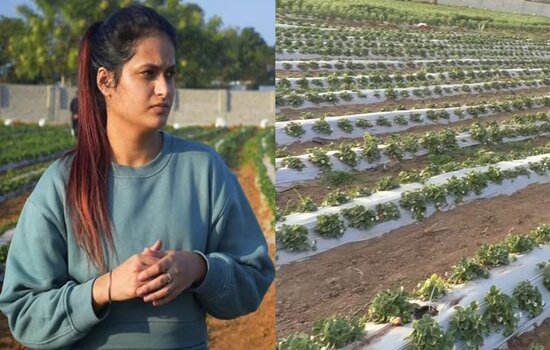 गुरलीन चावला Inspirational Story: 23 साल की इस लड़की ने की स्‍ट्रॉबेरी की खेती, बन गई लाखों लोगों के लिए मिसाल, प्रधानमंत्री ने भी की तारीफ