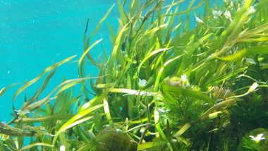 Seaweed Industry: मेडिकल फूड ‘समुद्री शैवाल’ की विश्व में है भारी डिमांड, सरकार भी कर रही प्रोत्साहित
